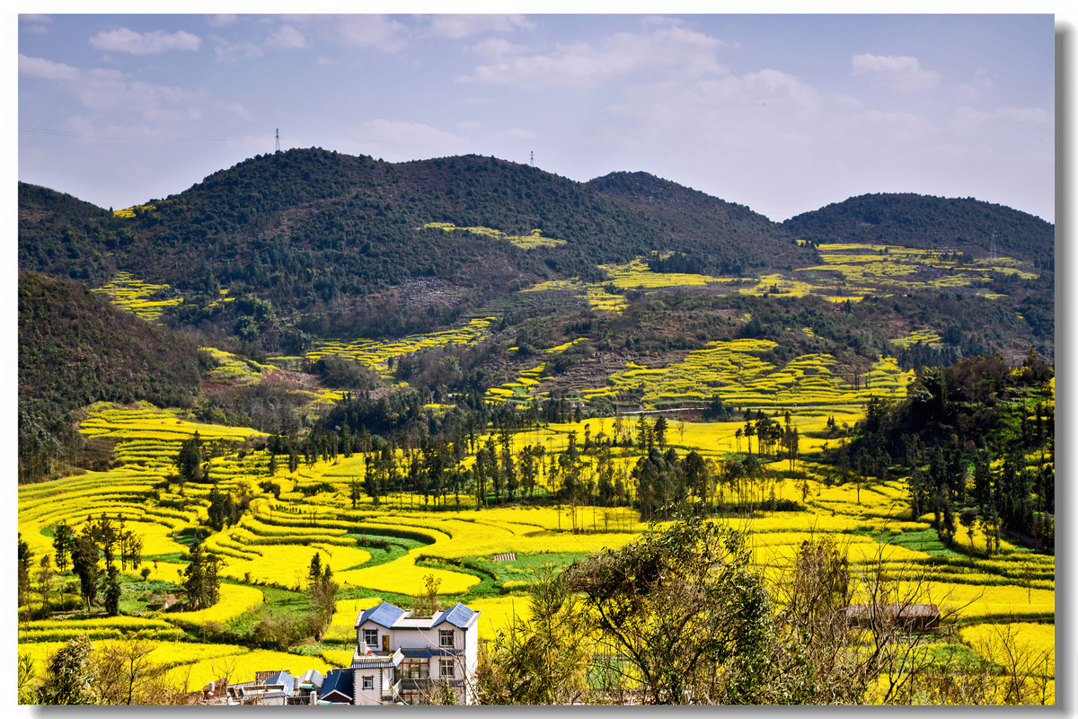 云南罗平·螺丝田花海