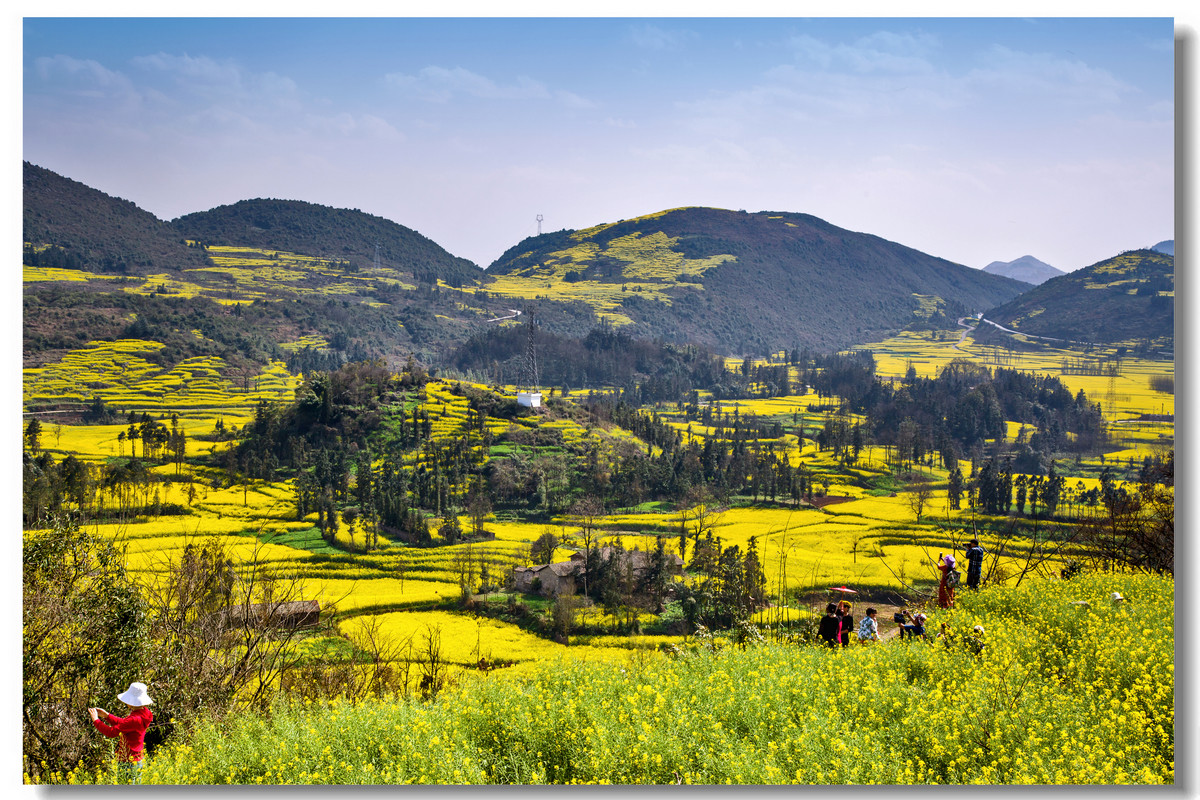 云南罗平·螺丝田花海