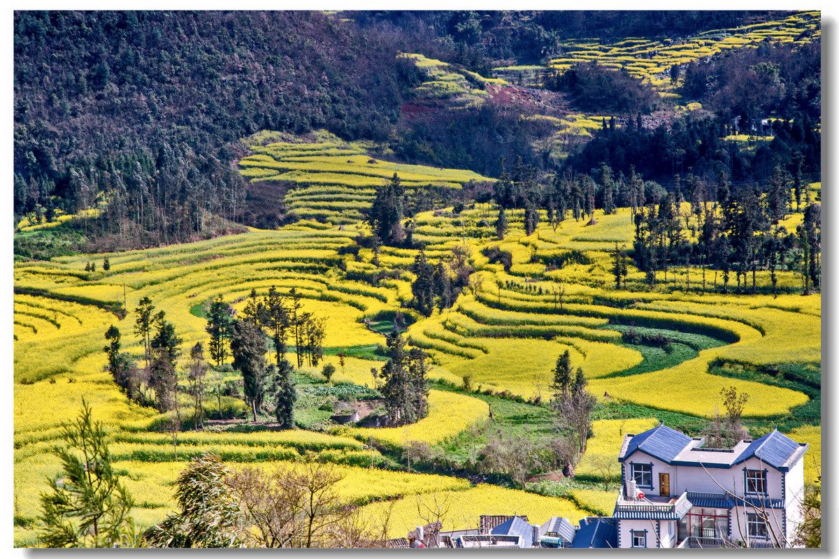 云南罗平·螺丝田花海