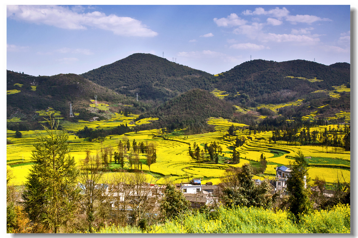 云南罗平·螺丝田花海