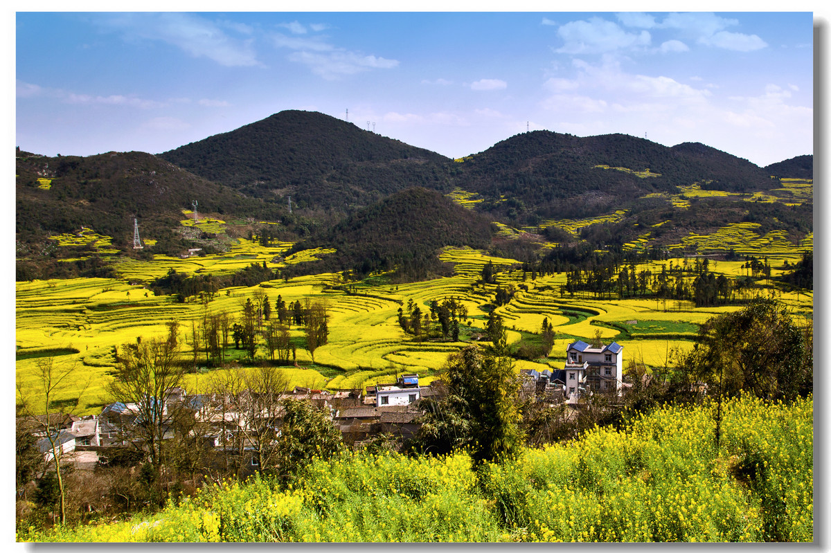 云南罗平·螺丝田花海