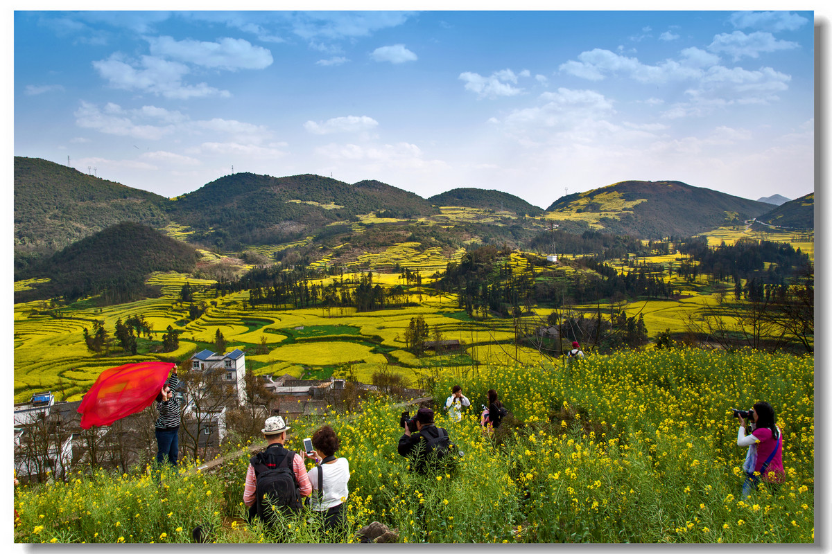 云南罗平·螺丝田花海