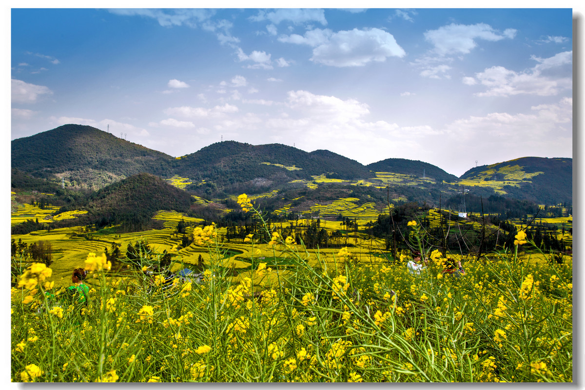 云南罗平·螺丝田花海