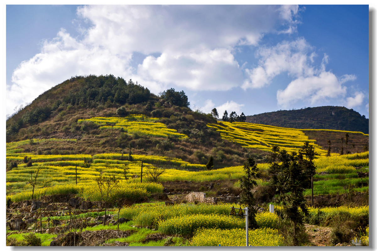 云南罗平·螺丝田花海