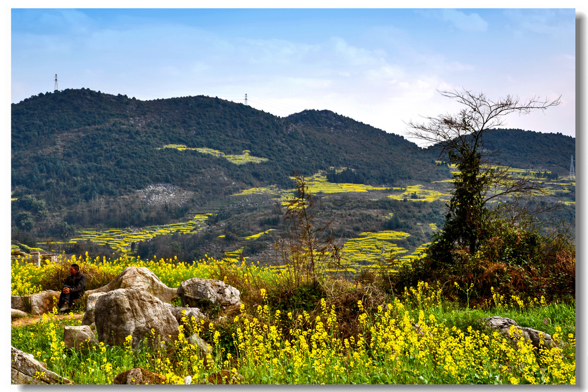 云南罗平·螺丝田花海