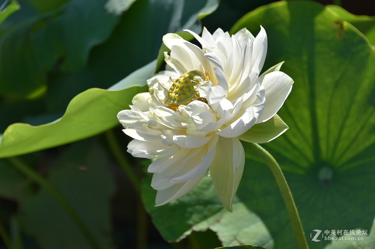 莲花池公园荷花