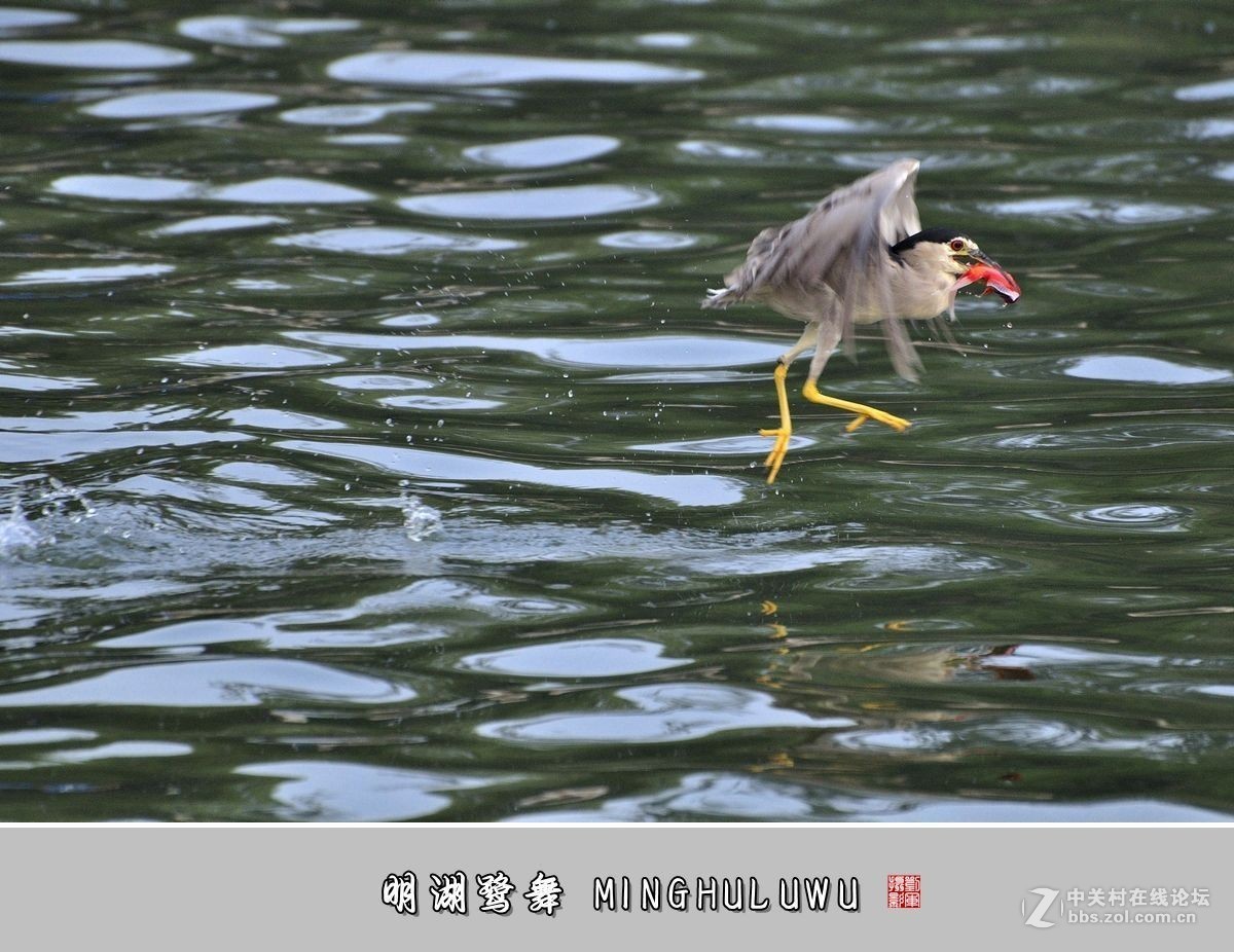 【视觉光影】——明湖鹭舞（28）