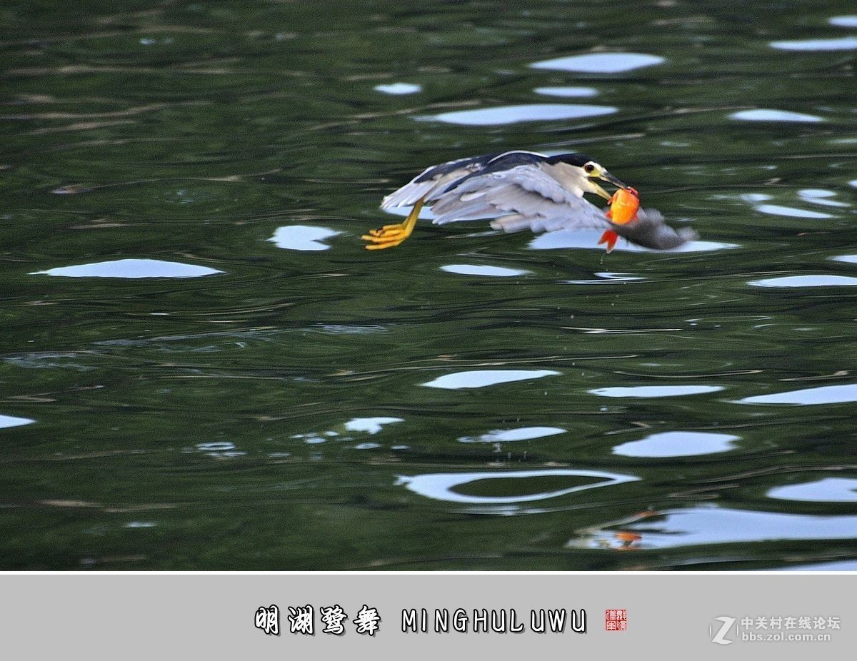 【视觉光影】——明湖鹭舞（28）