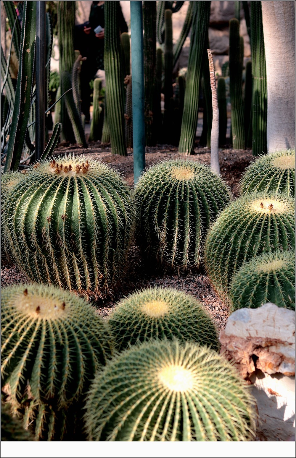 仙人掌类植物(仙人掌类植物有哪些)