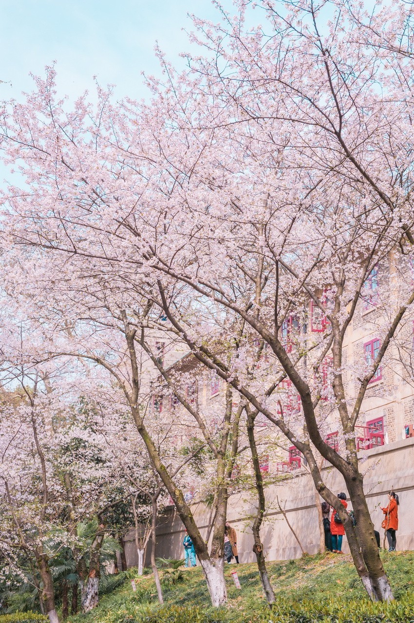 一组武汉大学樱花