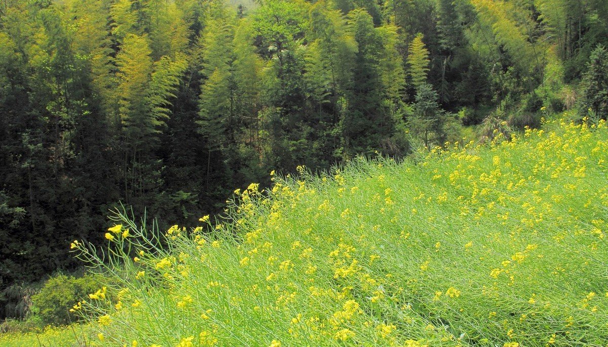 #佳能迷你单反EOS 200D-轻装绘青#南昌牛岭去踏青，油菜花给您带来美的感受。