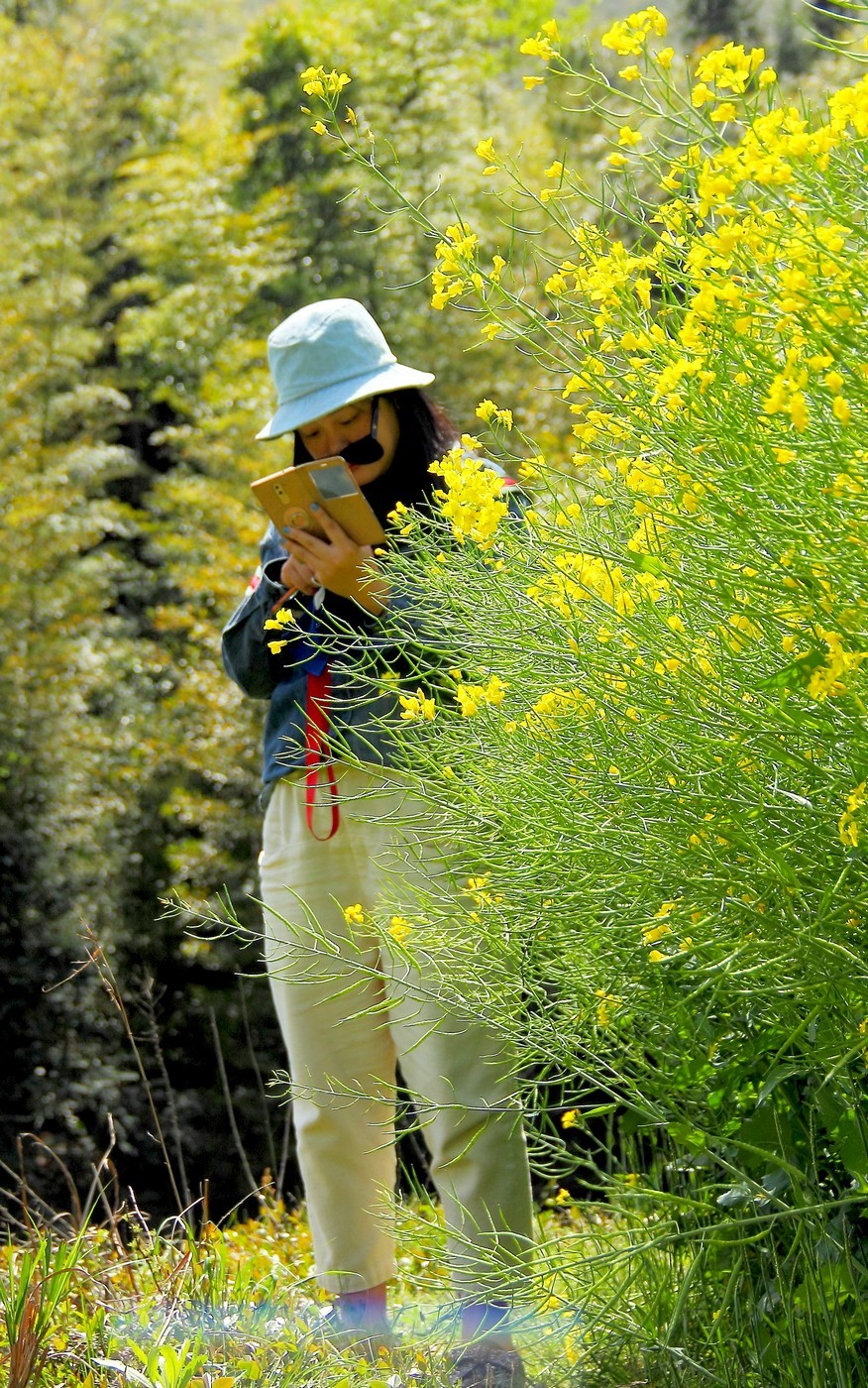 #佳能迷你单反EOS 200D-轻装绘青#南昌牛岭去踏青，油菜花给您带来美的感受。