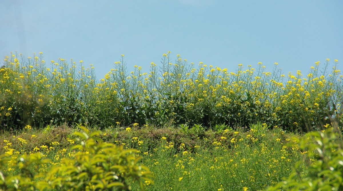 #佳能迷你单反EOS 200D-轻装绘青#南昌牛岭去踏青，油菜花给您带来美的感受。