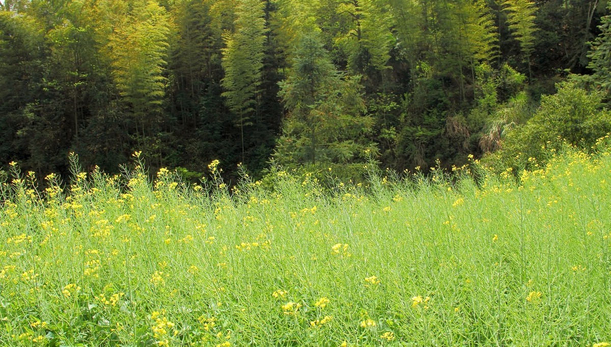 #佳能迷你单反EOS 200D-轻装绘青#南昌牛岭去踏青，油菜花给您带来美的感受。