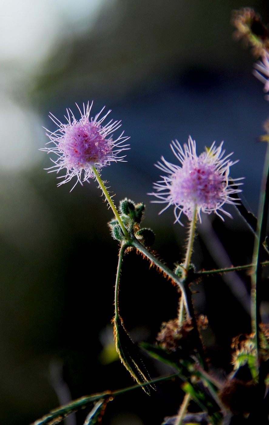 少见的含羞草花2
