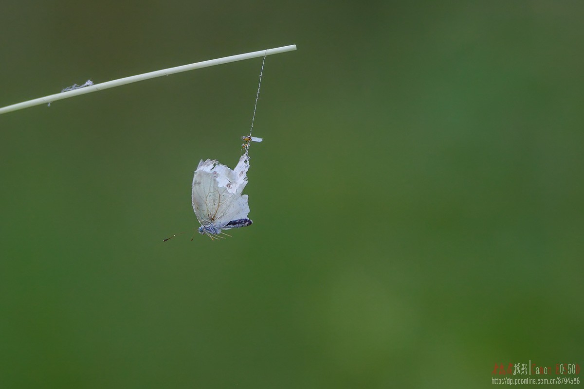 网上虫，笼中鸟