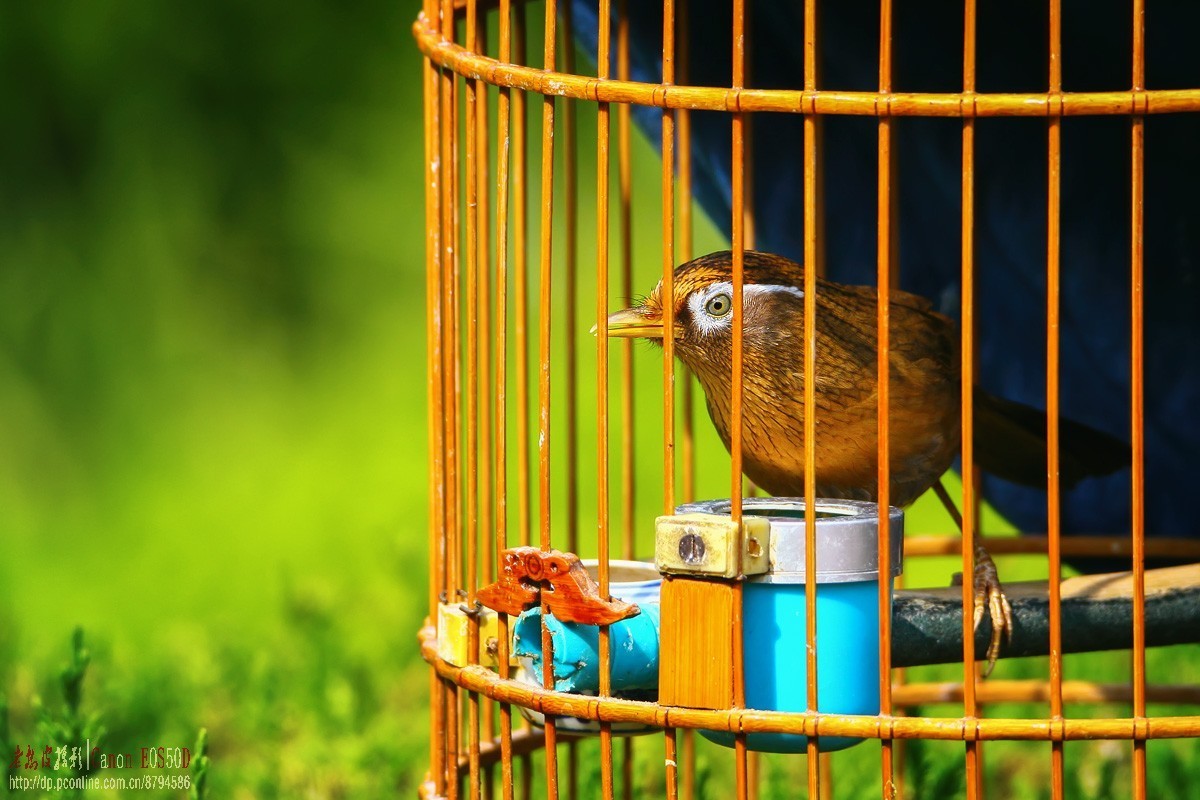 网上虫，笼中鸟