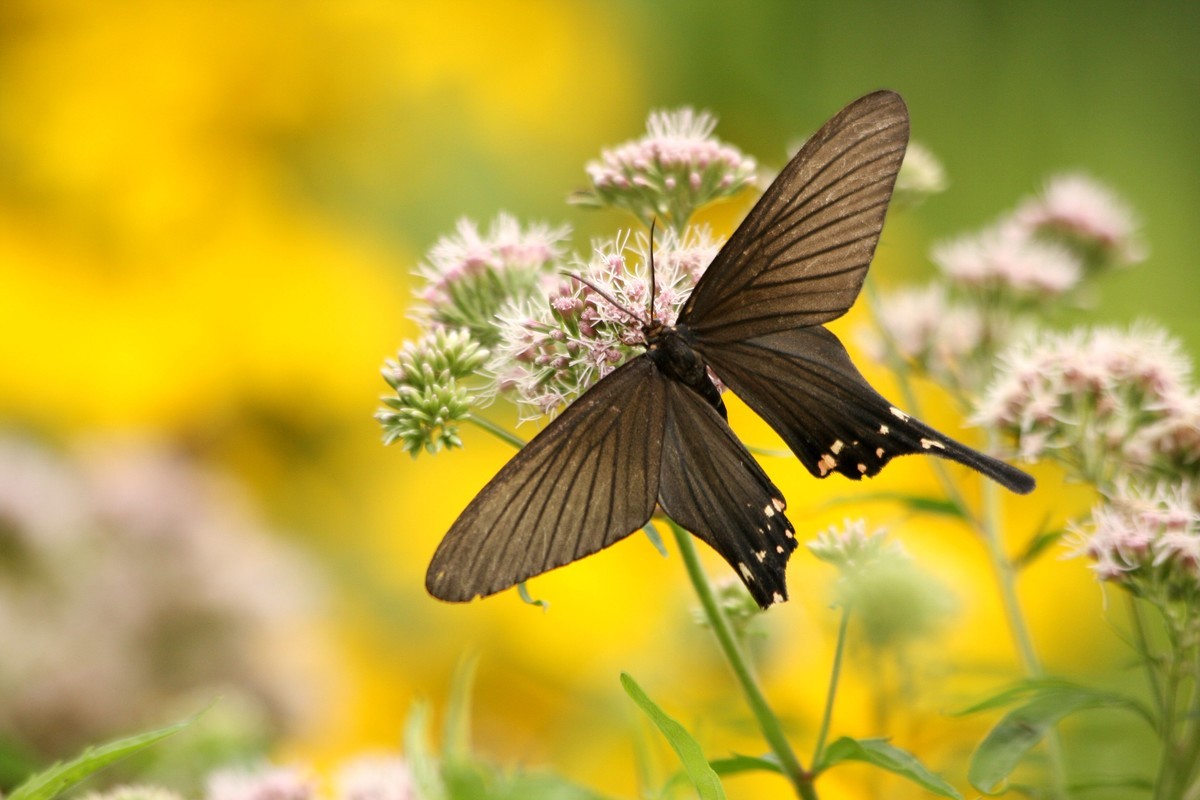 形若凤蝶的榆凤蛾