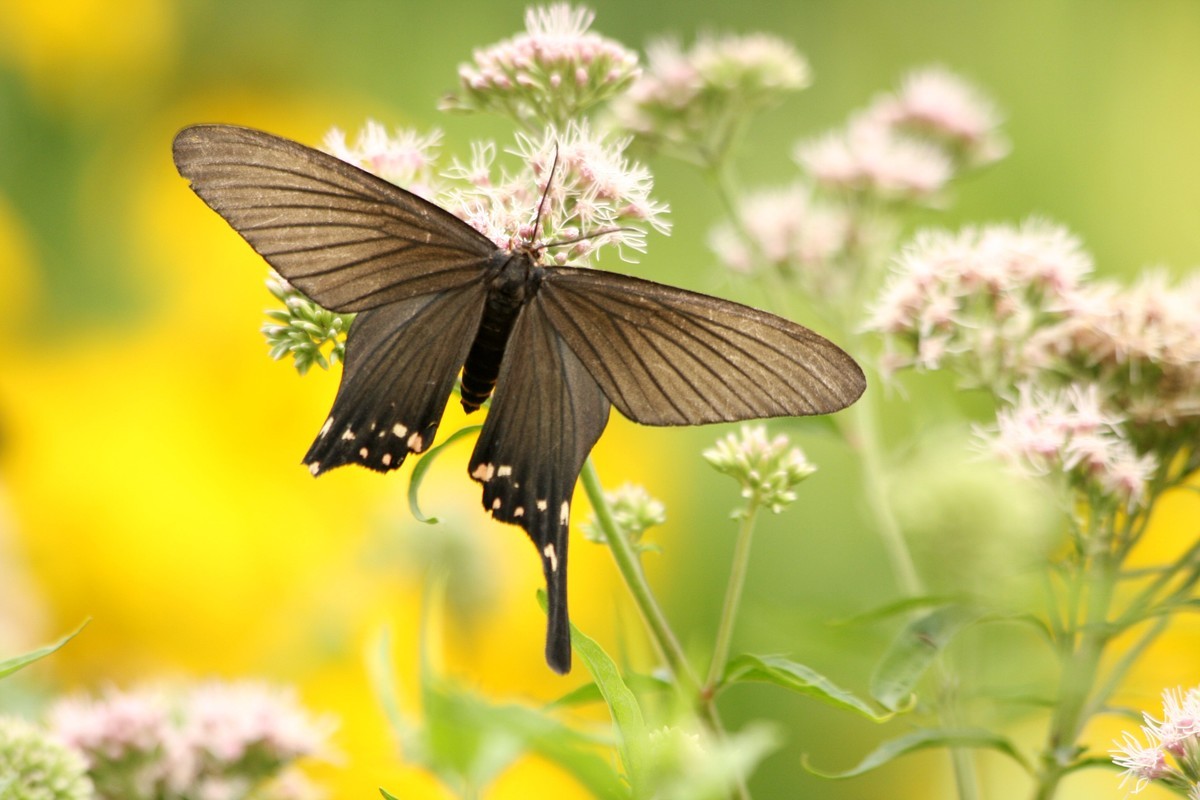 形若凤蝶的榆凤蛾