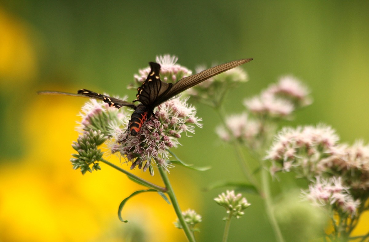 形若凤蝶的榆凤蛾