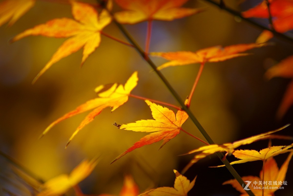 近期小作-腾龙a17的性价比挺高