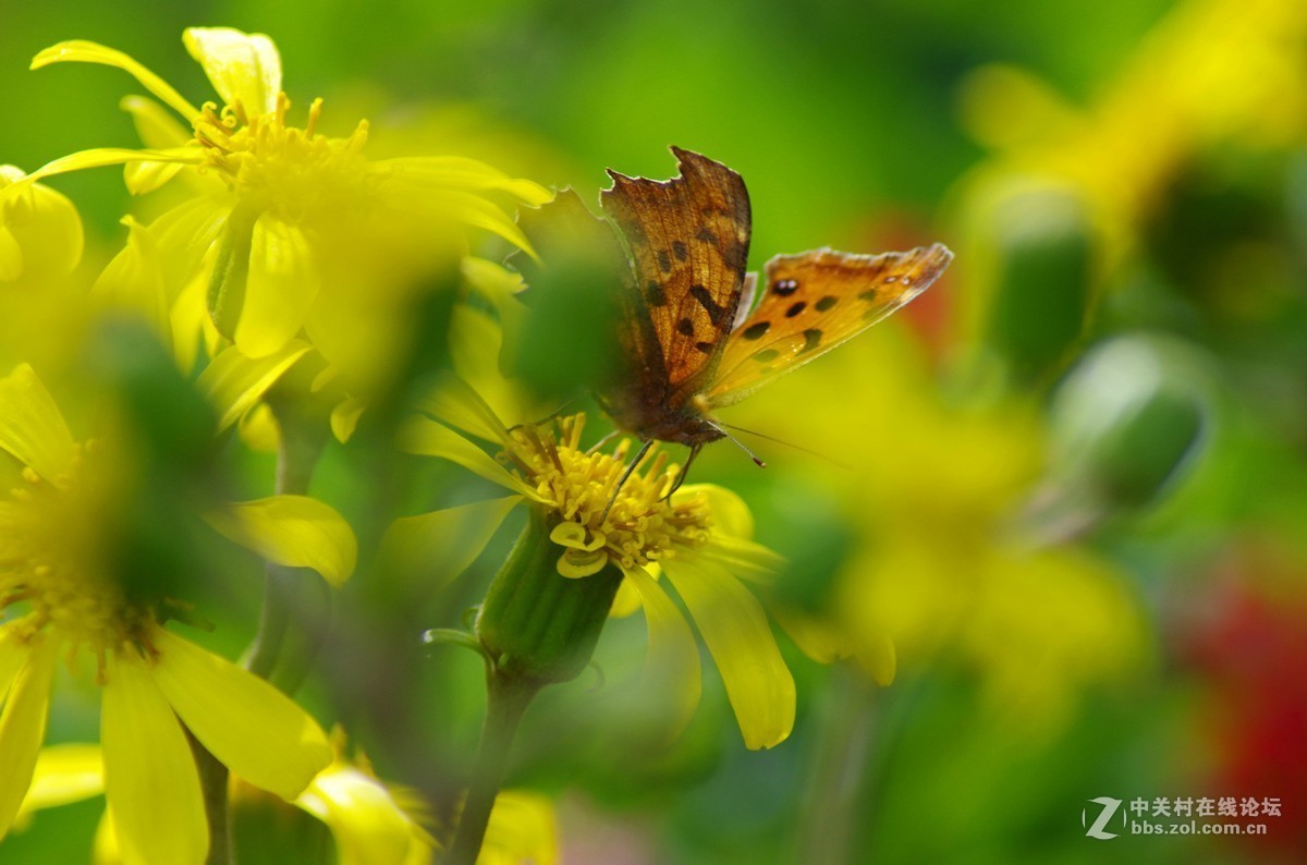 近期小作-腾龙a17的性价比挺高