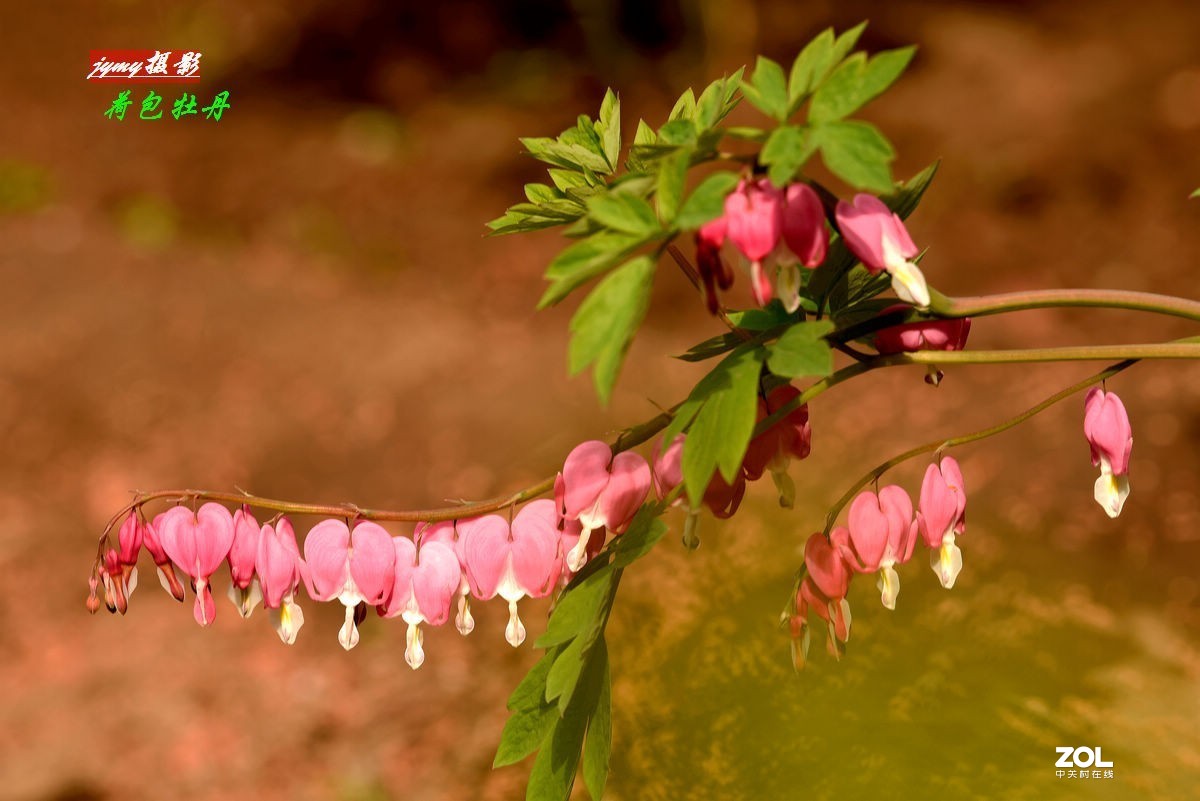 初冬时节回看夏日的“荷包牡丹”