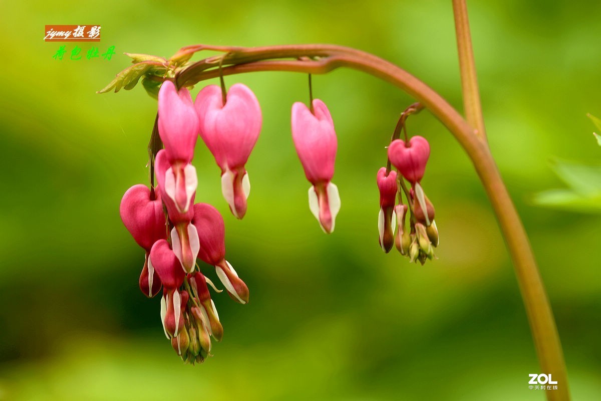 初冬时节回看夏日的“荷包牡丹”