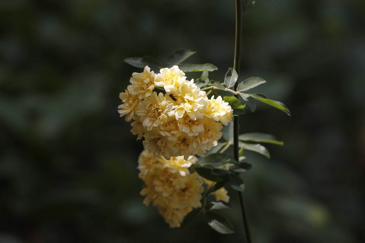 黄色木香花