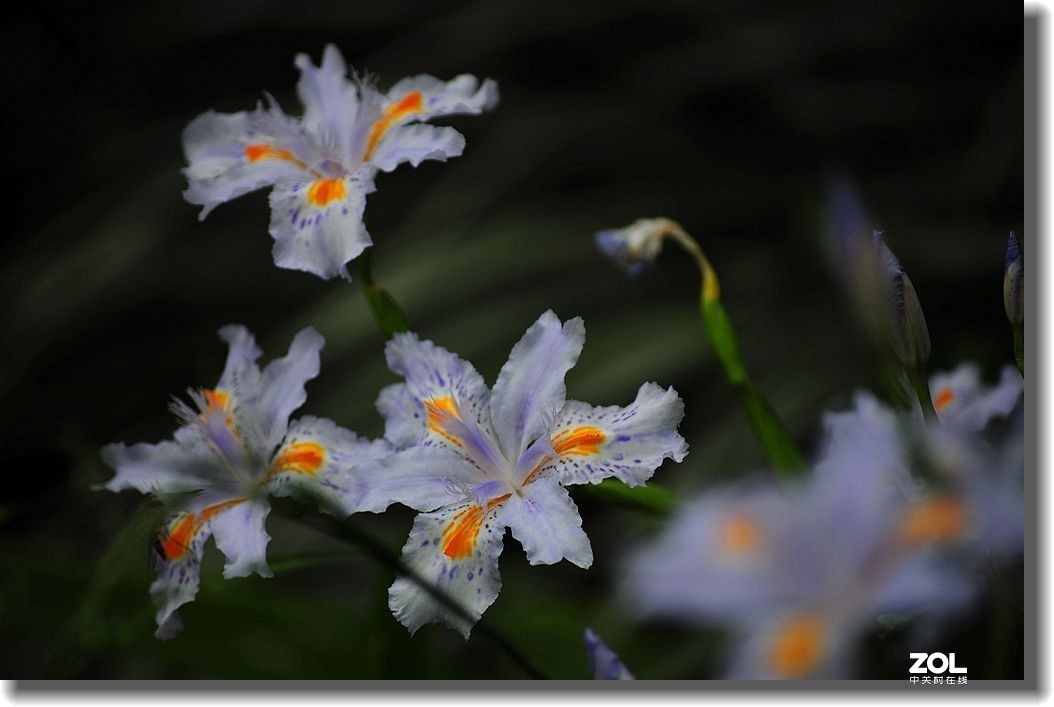 小草花