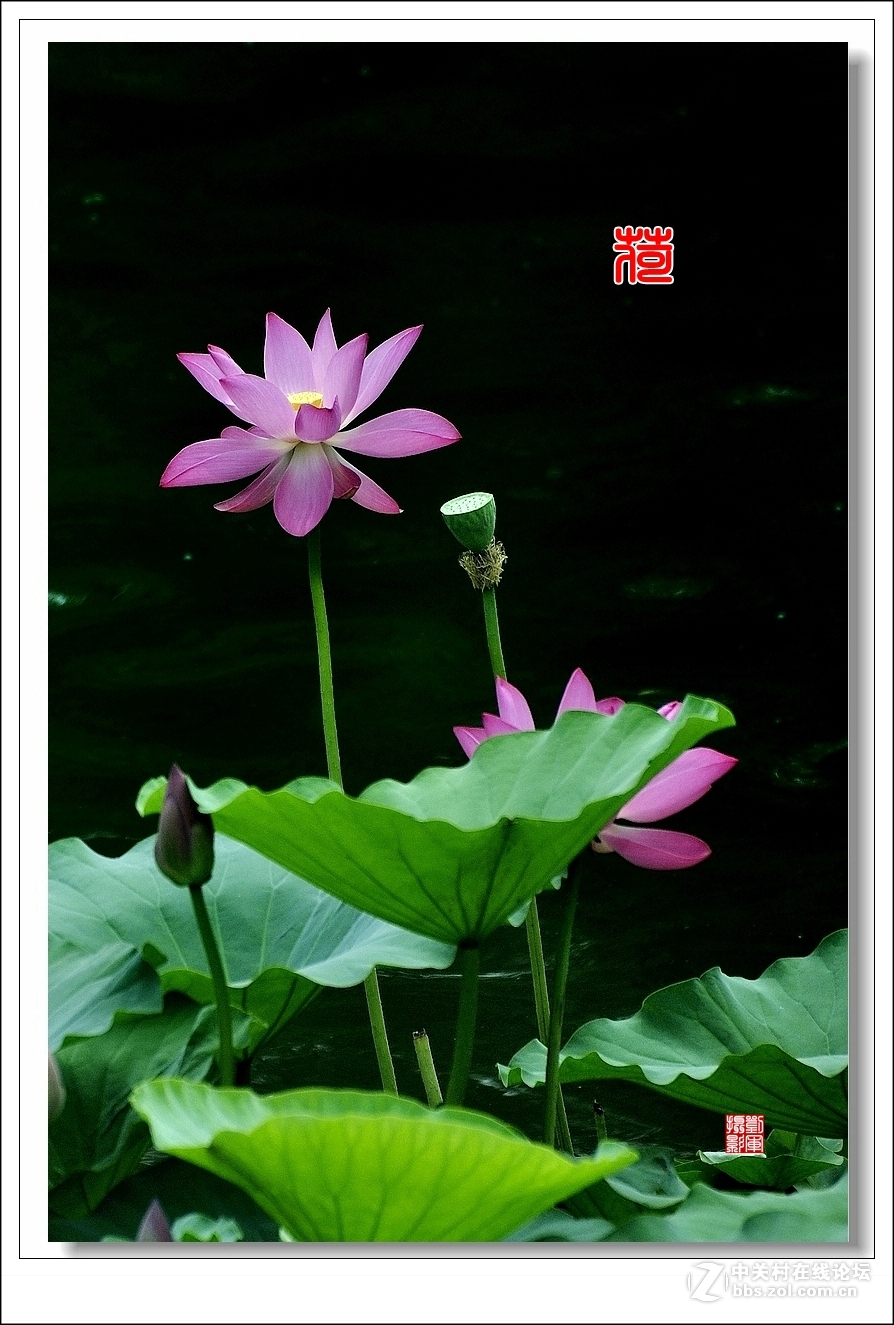 【视觉光影】竖版荷花