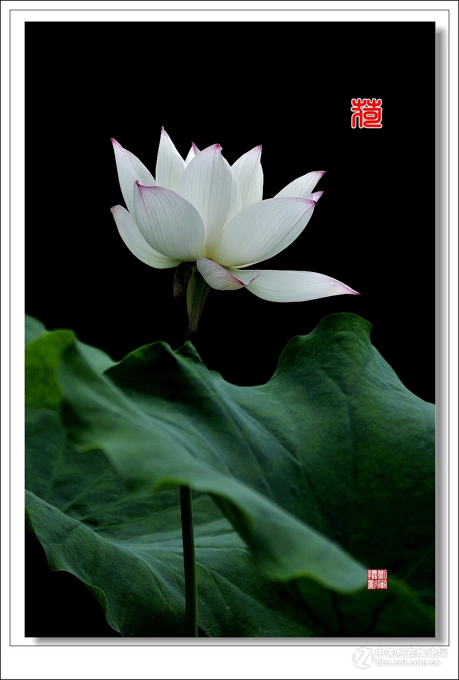 【视觉光影】竖版荷花