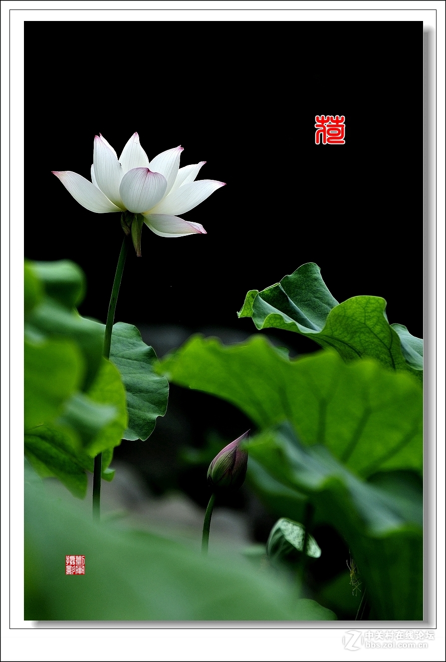 【视觉光影】竖版荷花