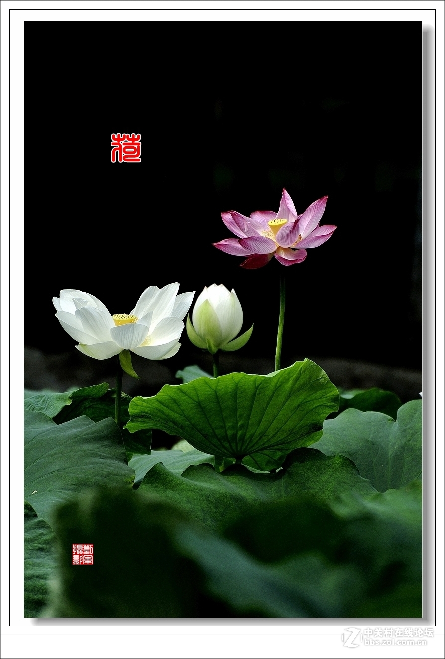 【视觉光影】竖版荷花