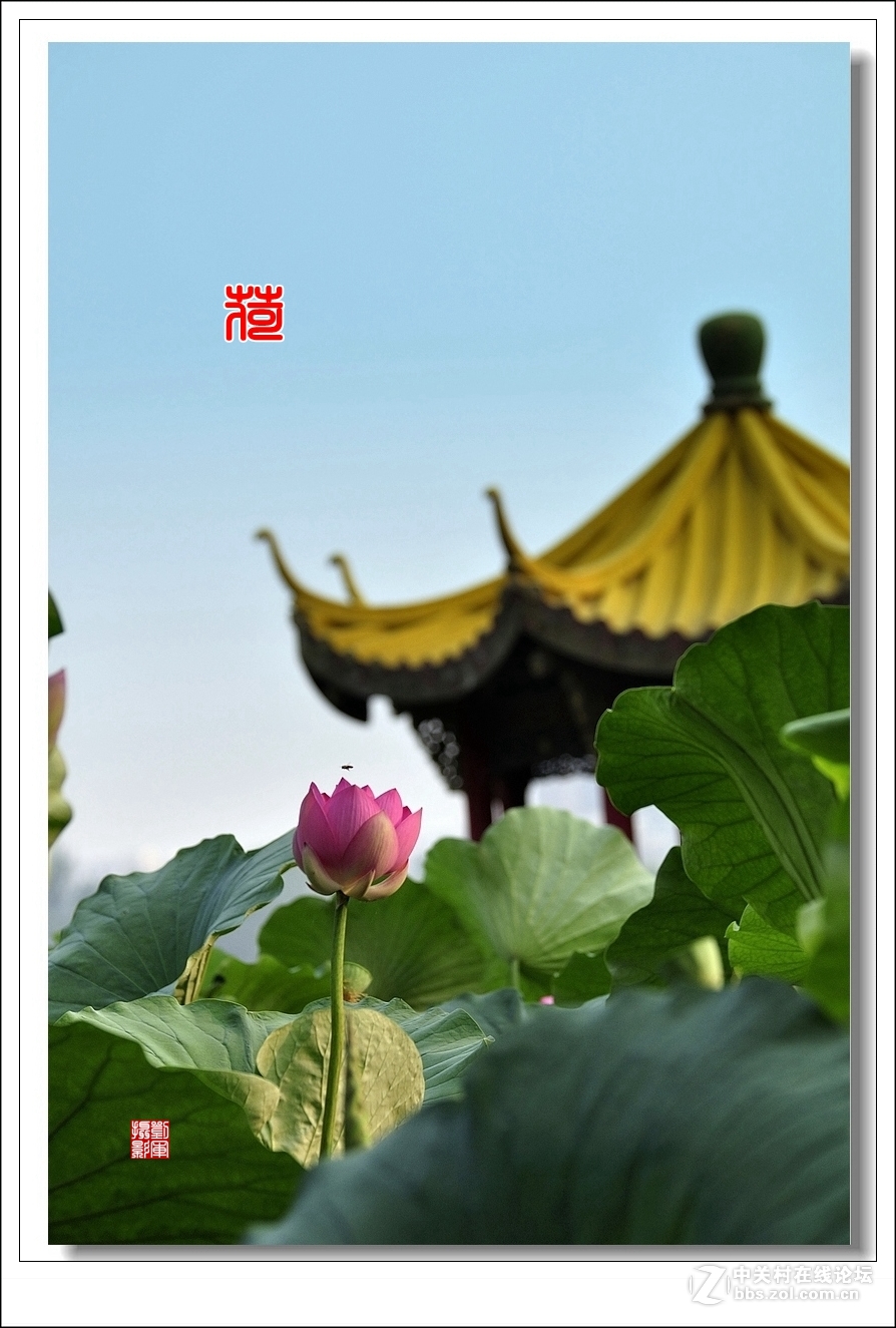 【视觉光影】竖版荷花