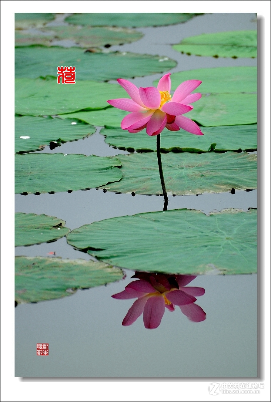 【视觉光影】竖版荷花