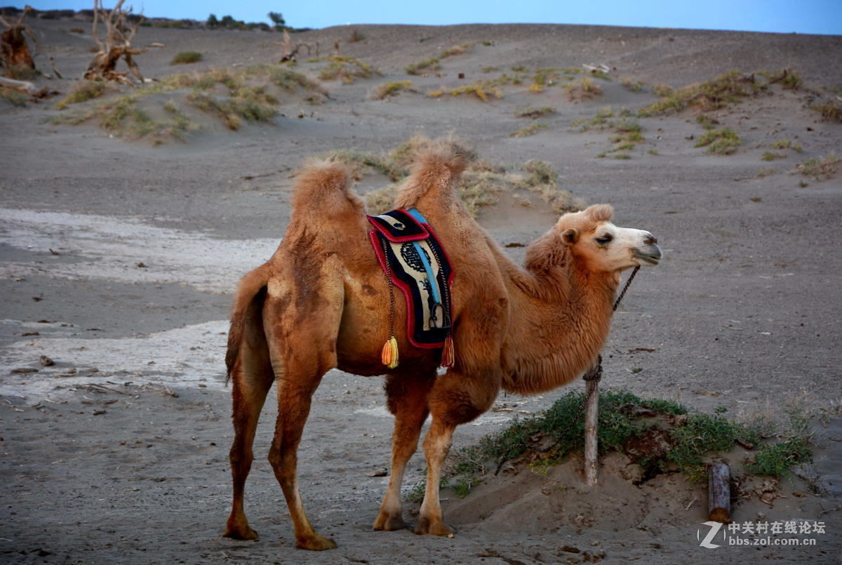 观赏河西走廊风光，领略丝绸之路文明【总结】