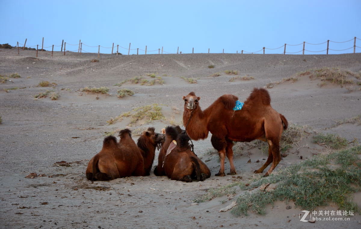 观赏河西走廊风光，领略丝绸之路文明【总结】