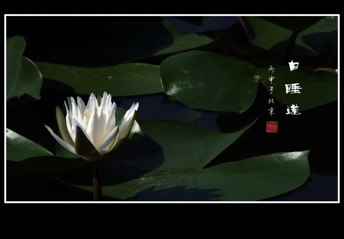 雪白的白睡莲花