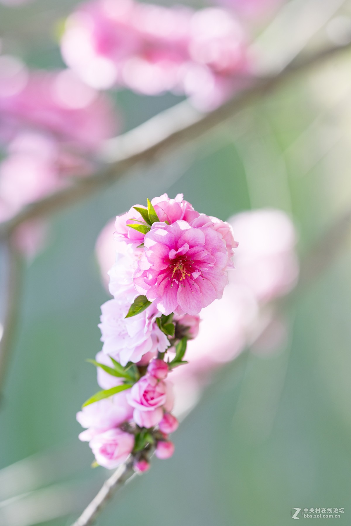 A7R2+卡尔·蔡司Milvus 135mm f/2 值得拥有