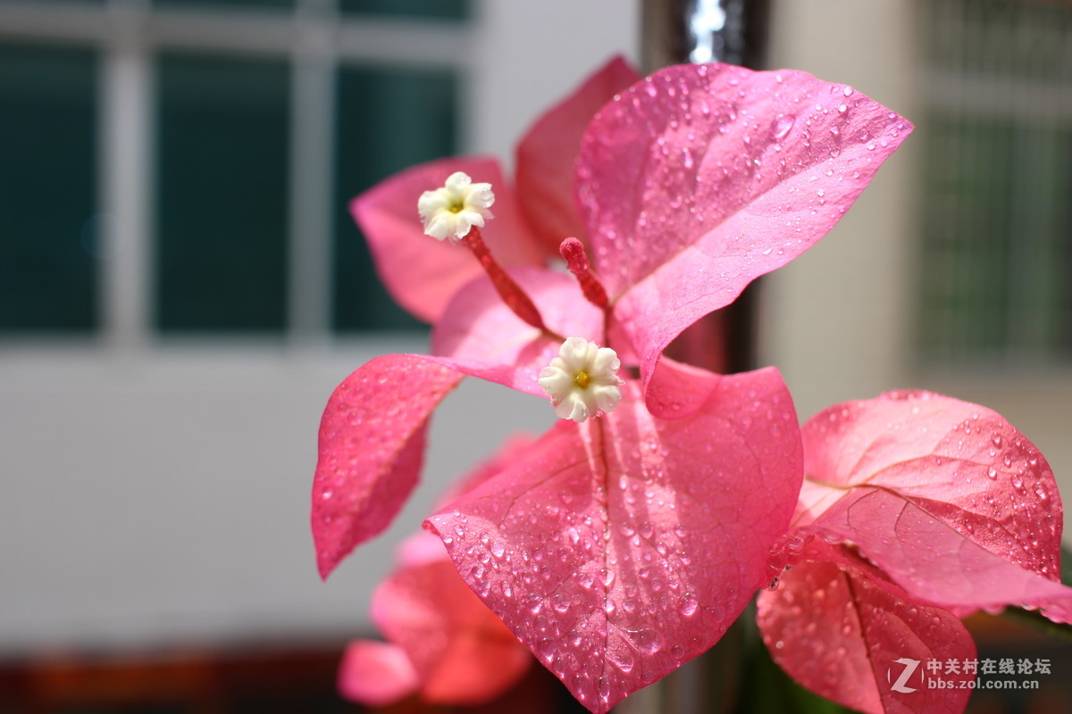 第一台单反，大家给点意见，拍得如何！请指导一下