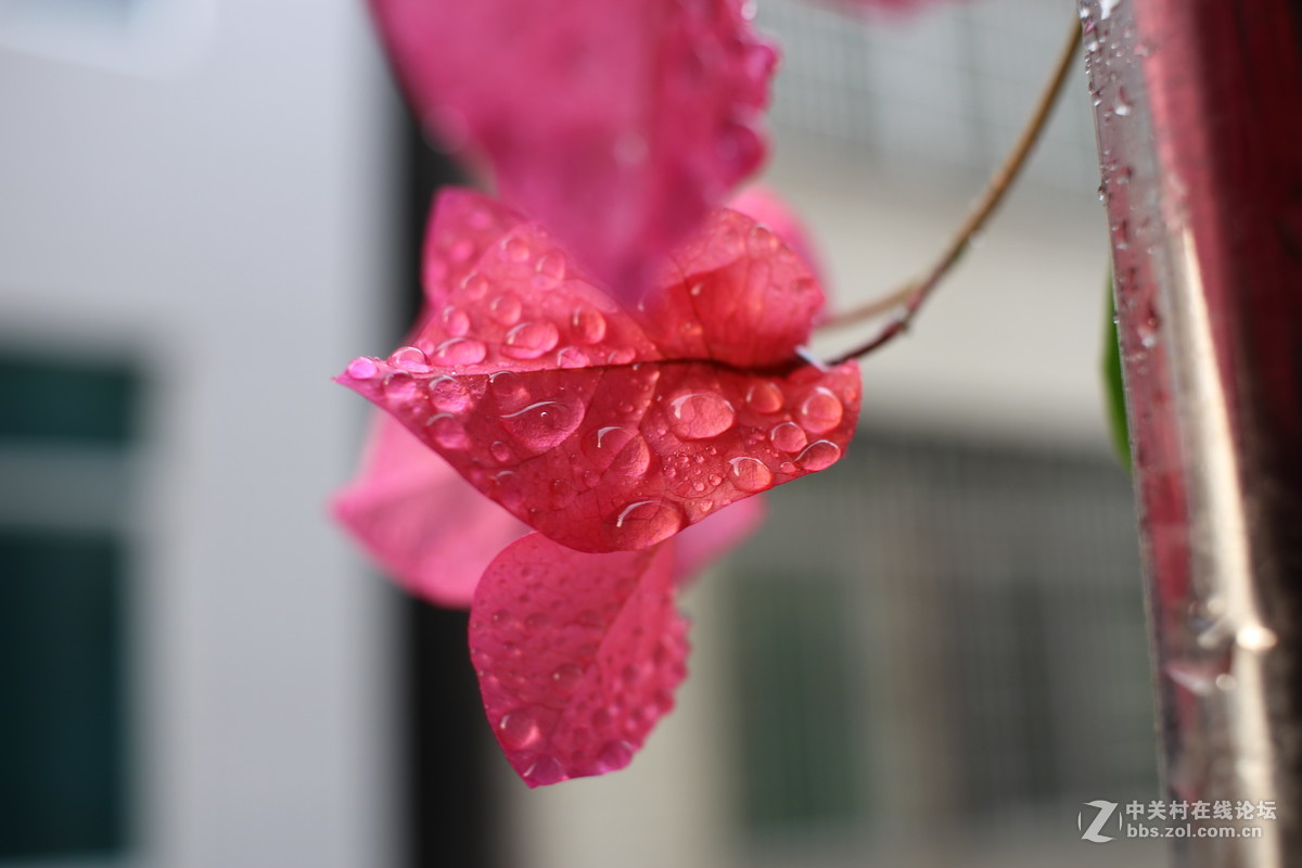 第一台单反，大家给点意见，拍得如何！请指导一下