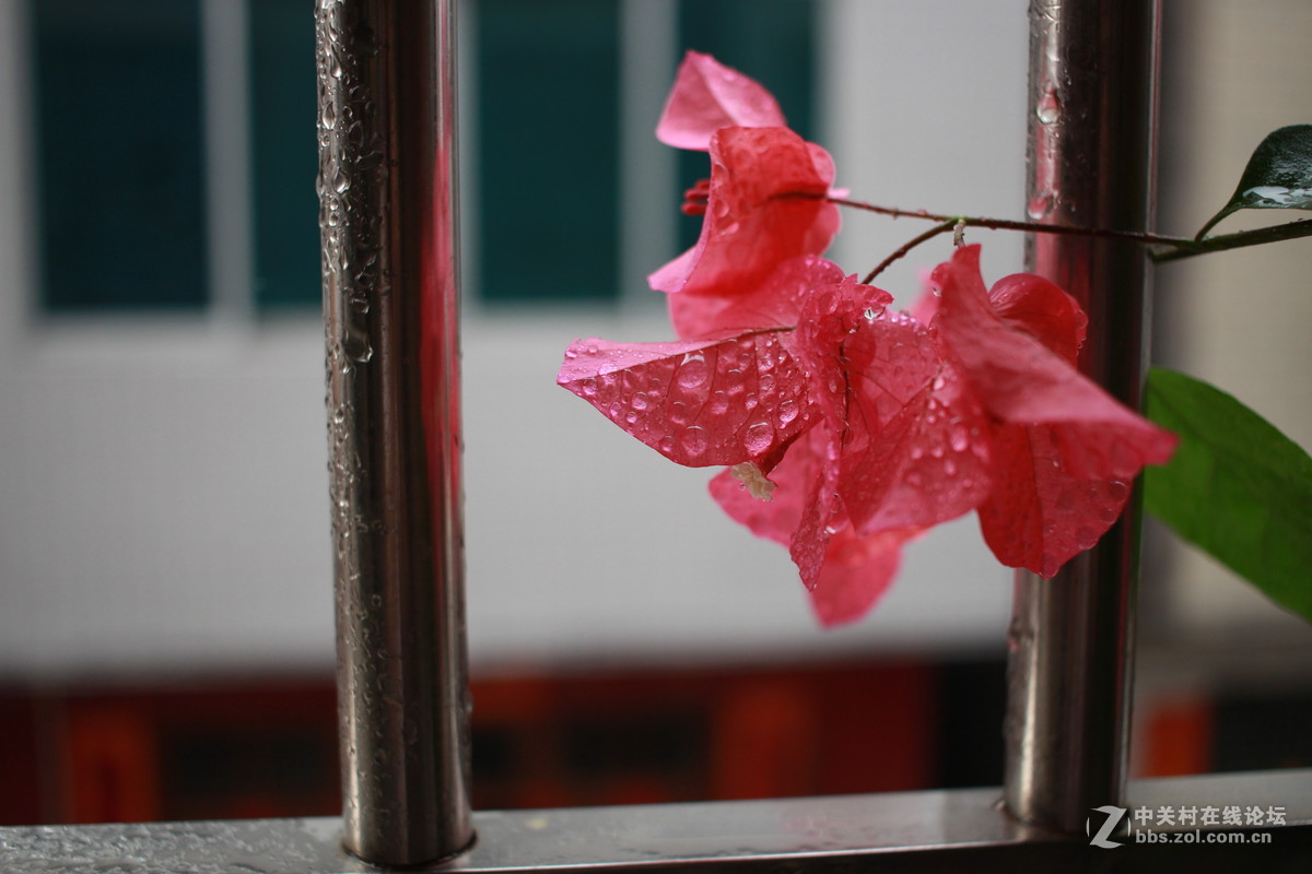 第一台单反，大家给点意见，拍得如何！请指导一下