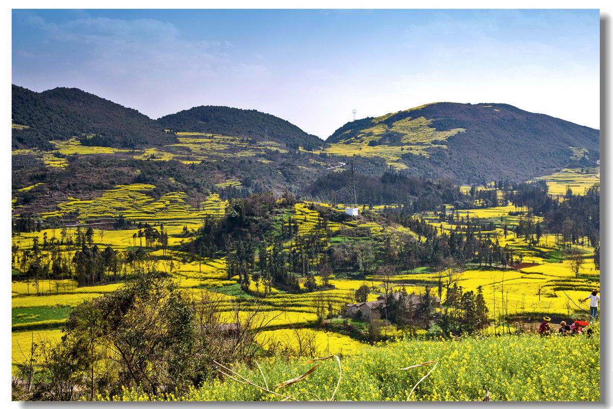云南罗平·螺丝田花海
