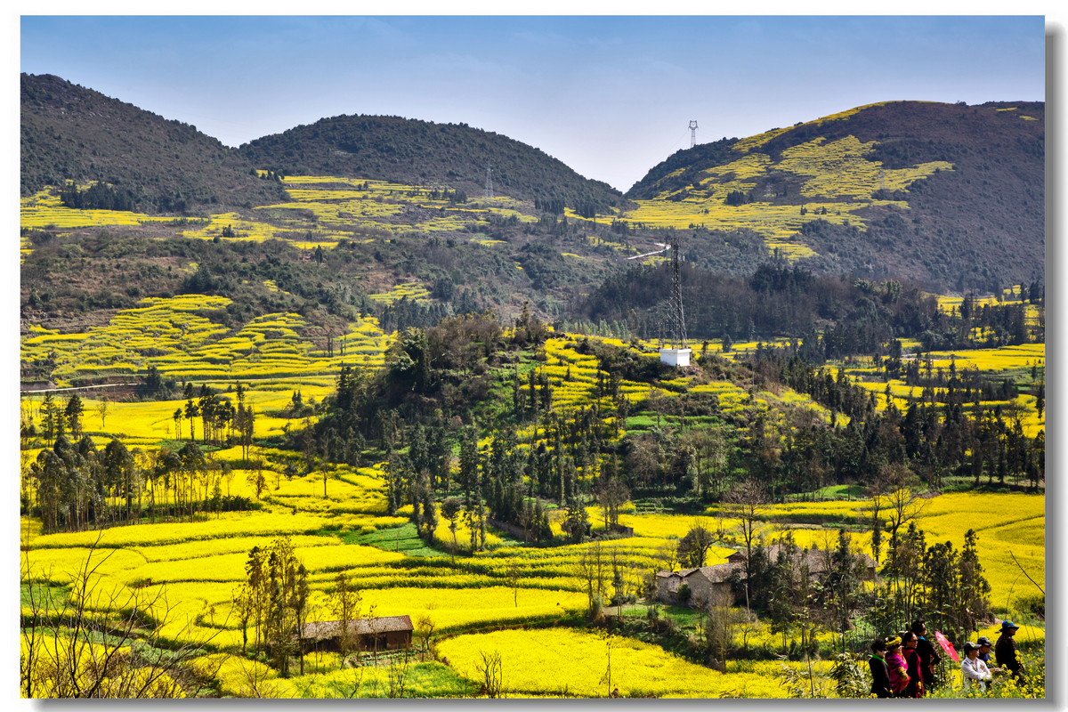 云南罗平·螺丝田花海