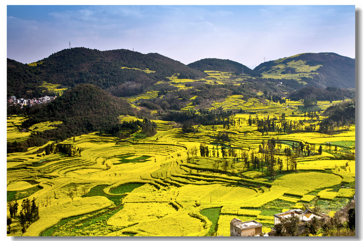 云南罗平·螺丝田花海