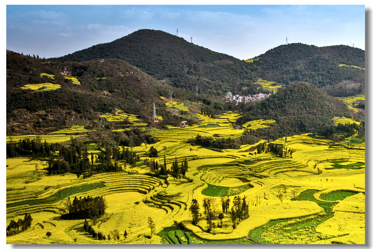 云南罗平·螺丝田花海