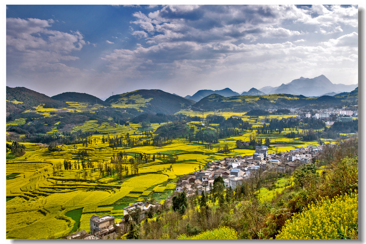 云南罗平·螺丝田花海