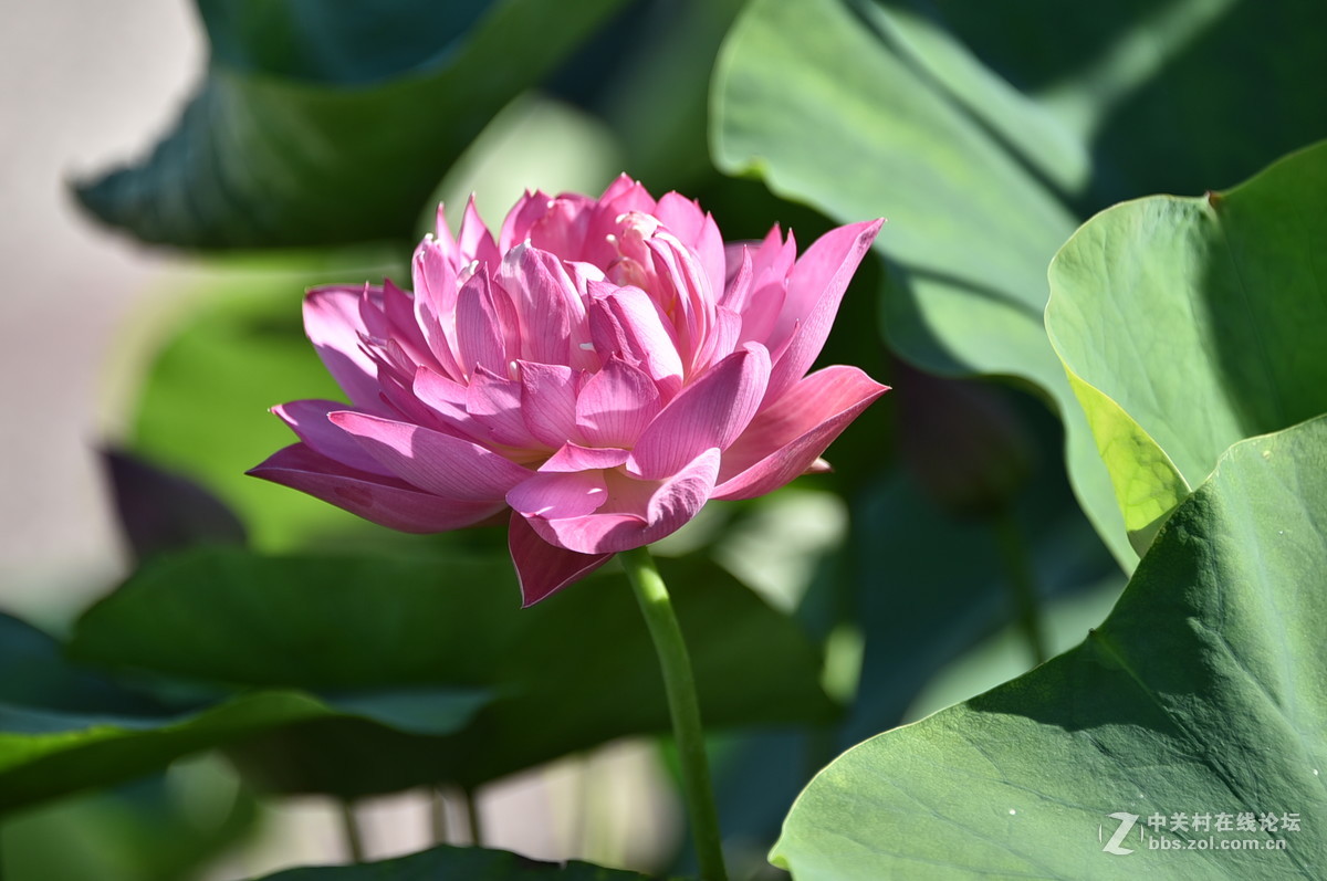 莲花池公园荷花