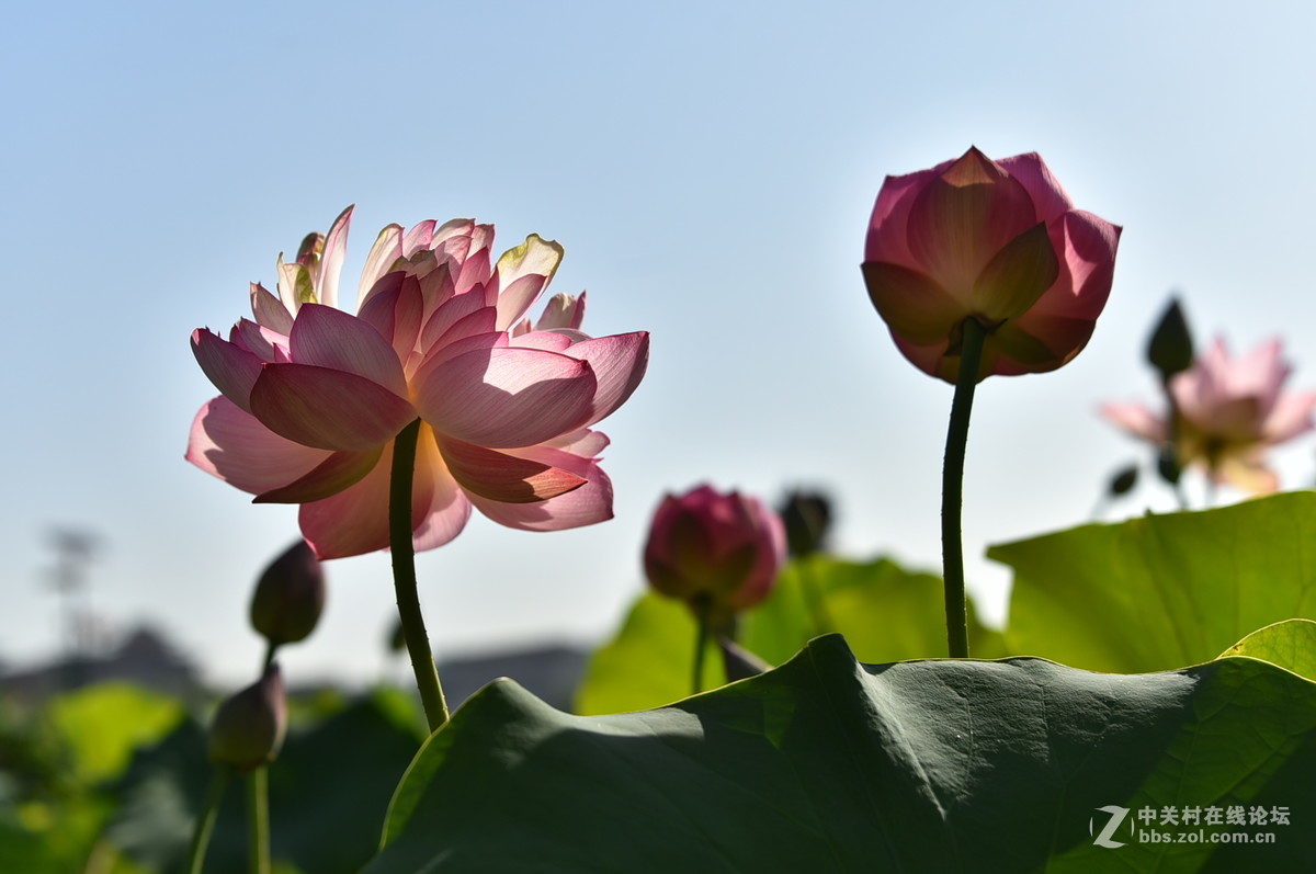 莲花池公园荷花